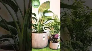 Columbia Caddy Planters | GRC-Clayfibre-14726 | Gover Garden Centre