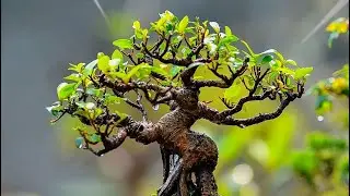 Nỗi lo mà ai trồng cây cũng sợ - May là còn cứu được! 