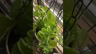 This Leaf is a Natural Medicine 🌱 | Mexican Mint #MexicanMint#IndianBorage#Karpooravalli#HerbalPlant