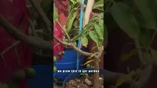June Plum #june_plum #plants #garden #shorts #Fruits #amberella