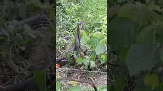 Rat snakes Mating Dance #ratsnake #snakes #shorts