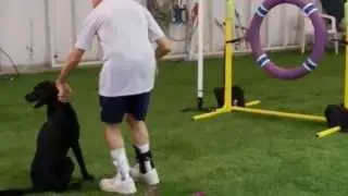 AKC Agility Distance Handling by Ron Heller Masters STD