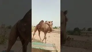 الجمل المربوط