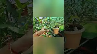 entry of magic plants in my terrace garden stop my health problems #youtubeshorts #kitchengardening