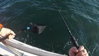 SURPRISE First Catch | AMAZING Blackfish (Tautog) Fishing