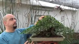 2nd Refined fused ficus 