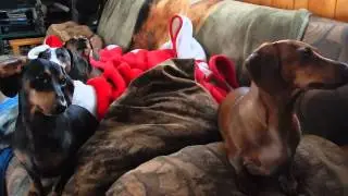 Doxi's howling to their own howl..... too funny!