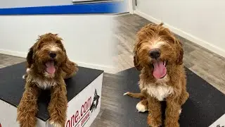 E-Collar Conditioning Explained | Building Focus & Impulse Control - Irish Setter Doodle Alfie 