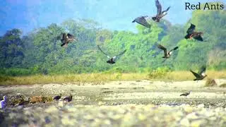 Colony of Red Naped Ibis and their habitat #ibispaint #wildlife #redants