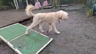 Foggy & Fun day at Woofer Park (Wed)