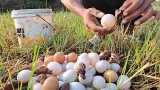 Top catching fish amazing! pick a lot of eggs on the hive under a tree pick by hand