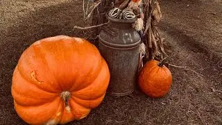 Starting my Giant Pumpkins 2024