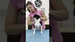 Silk Spirits Liquid Silk Protein for short-haired dogs
