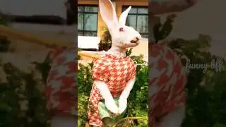 #cute #cat #funny #dog #funnypuppy #funnycat #pets #animals