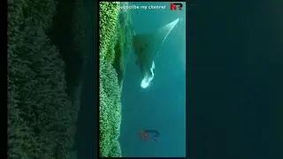 The manta rays  #bbcdocumentary  #mantarays , #mantaray#wildlife  #conservation