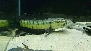 Channa punctata Green (spotted snakehead)