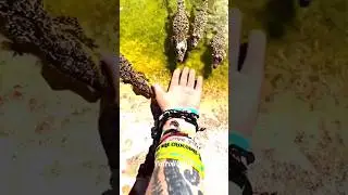 #amazinganimals #pitbull #animals #pitbull #dog #shorts #vs #trend #usa #phonkmusic #explore