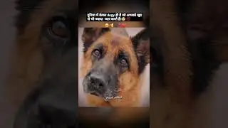 imandar dog hote hai #insan nahi #youtubeshorts #viral