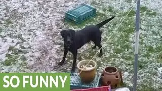 Happy dog makes snow angels in backyard