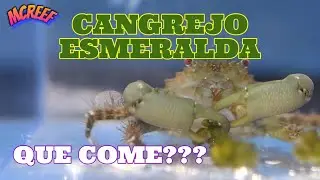 CANGREJO ESMERALDA Como Eliminar Alga VALONIA? |Bonito Cangrejo para tu ACUARIO MARINO Donde Comprar