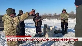 Ысык-Көлдө кыргоолдун саны көбөйүүдө 