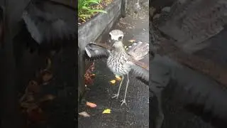 Australian bush stone-curlew , raises its wings and hiss when threatened, baby is called, whimbrel !