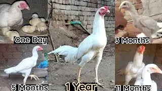 Heera Aseel Chick Growth 1 day to 1 Year Full Process | Day by Day Growth  @QualityAseel