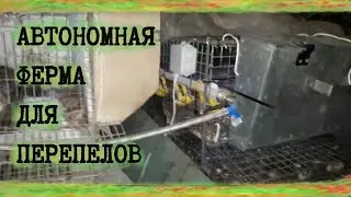 ПЕРЕПЕЛА НА ДАЧЕ. Неделя на АВТОМАТИЧЕСКОМ кормлении и поении.(без электричества(почти))