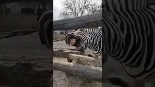 A pygmy rabbit scared a Bull