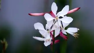 Time Slips Through (my poem, suno ai sings)