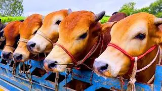 cow unloading, cow videos, cow video, animal, big cow, goru hamba cow, Ep- 280
