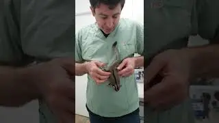 Doing a physical exam on a sugar glider - gotta improvise!