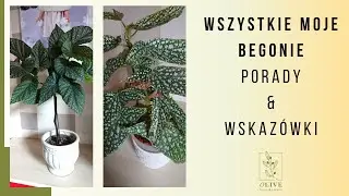 Wszystkie moje Begonie 💚 Jak pielęgnować Begonie🌼 Moja kolekcja Begonii 💚 Jak poskromić Begonie