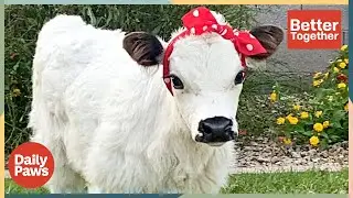 Meet the World&rsquo;s First Therapy COW! | Better Together | Daily Paws