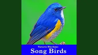 Calm and Serene Birds in Their Natural Habitat