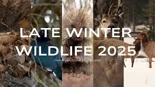 Late Winter Wildlife 2025 | Tranquil Wildlife Moments as Seasons Shift | Relaxing 4K Video
