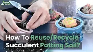 How To Reuse/Recycle Used Succulent Potting Soil | THE NEXT GARDENER