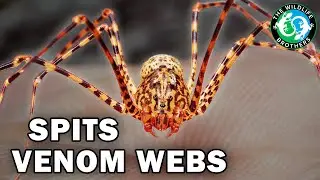 These are the Most EXTREME Desert Bugs in South America