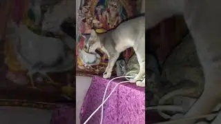 🙏😺Divine vibes + cute meows=😻✨#BhagwanKiBaat🙏✨#FunnyCat 😂🐾#SpiritualVibes🔥#Comedy🎭🐱#DivineCat😻🌟