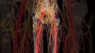 Limb Lengthening Surgery: The Shocking Way to Get Taller!#orthopedicsurgery #bodytransformation