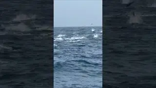 ♨️🚤 tuna fish gang naan vayasanalladi kelavanalladi 💥#india #tamil #fishing #fish #youtubeshorts