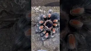 Iconic Red knee tarantula feeding [Brachypelma hamorii]