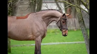 C’est la Vie: Del’Arko d’Henvet x Cancara - Mare 2018