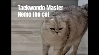 Amazing Taekwondo Master Nemo the Cat - Funny Cat Video Compilation - Recopilaci&oacute;n de v&iacute;deos