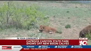 VIDEO: Caprock Canyon State Park welcomes new bison calves this spring