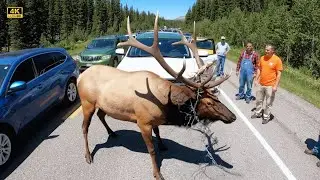 Wildlife Rescue Bull Moose Saved from Highway Danger in Alaska