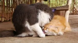 The Sweetest Bond Between a Gray Cat and His Brother 🐱❤️