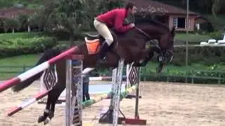 STALLION Xassini ( Cassini I x Quinar x Ramiro Z x Landgraf blodline ) HORSE FOR SALE
