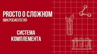 PROСТО О СЛОЖНОМ &laquo;Система комплемента&raquo;