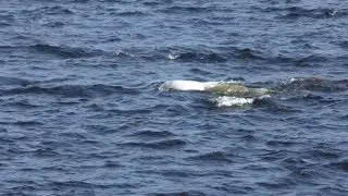 Beluga Whales in the St. Lawrence River in Canada